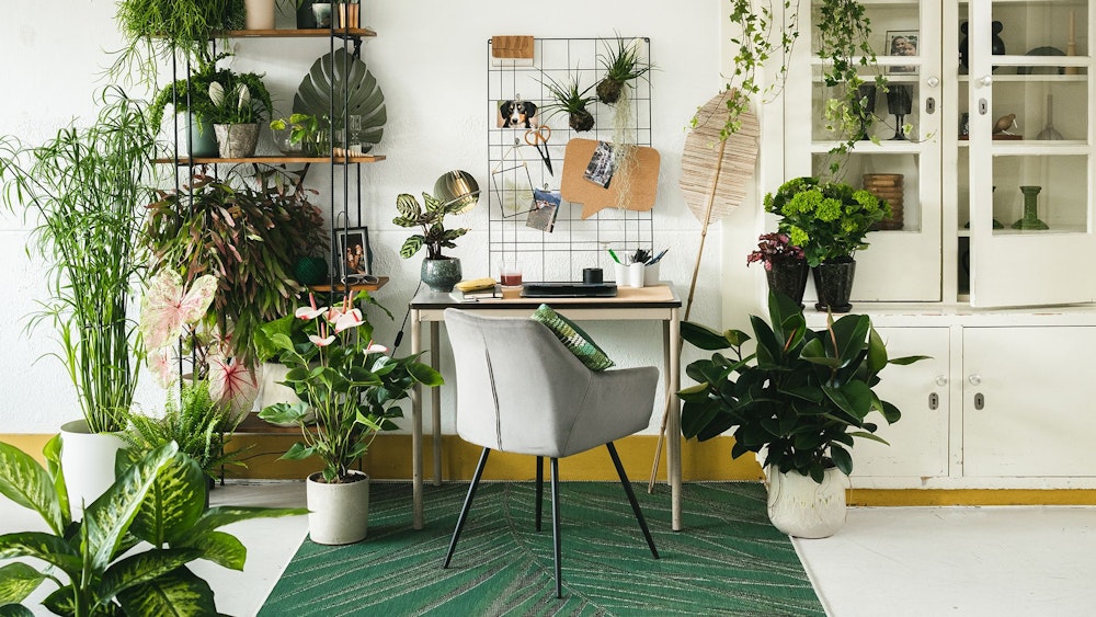 Luftreinigende Zimmerpflanzen haben einen positiven Einfluss auf unser Wohlbefinden im Home-Office.