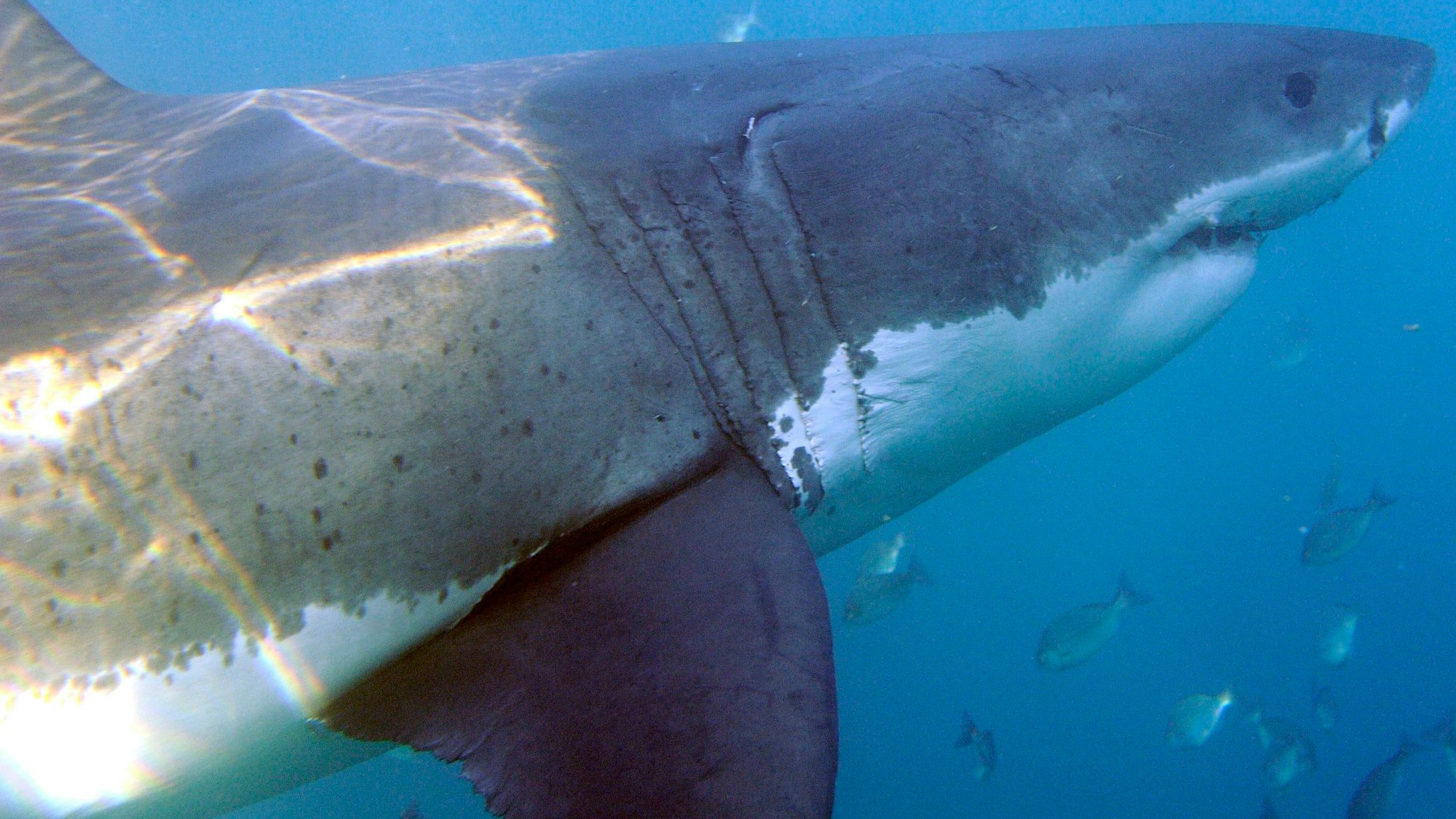 Ein Weißer Hai: Ein solches Tier soll für den Tod des Surfers in Kalifornien verantwortlich sein. Unser Foto wurde 2010 vor Südafrika gemacht.
