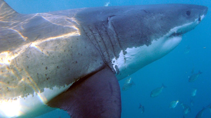 Ein Weißer Hai: Ein solches Tier soll für den Tod des Surfers in Kalifornien verantwortlich sein. Unser Foto wurde 2010 vor Südafrika gemacht.