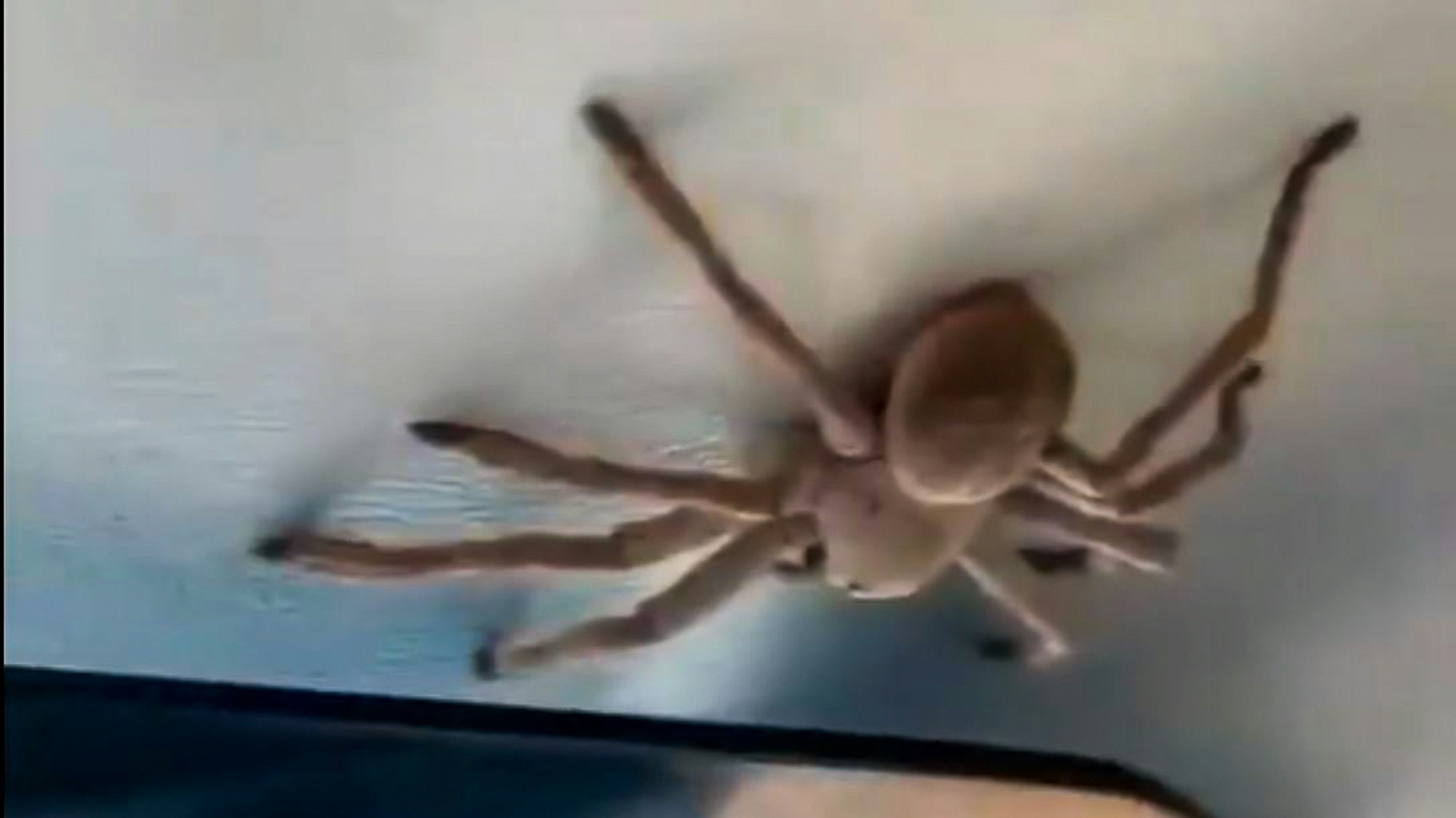 Ein Video auf Instagram zeigt eine riesige Huntsman Spider in der Cessna eines australischen Piloten.