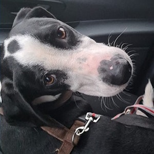 Therapiehund Max auf dem Beifahrersitz eines Autos