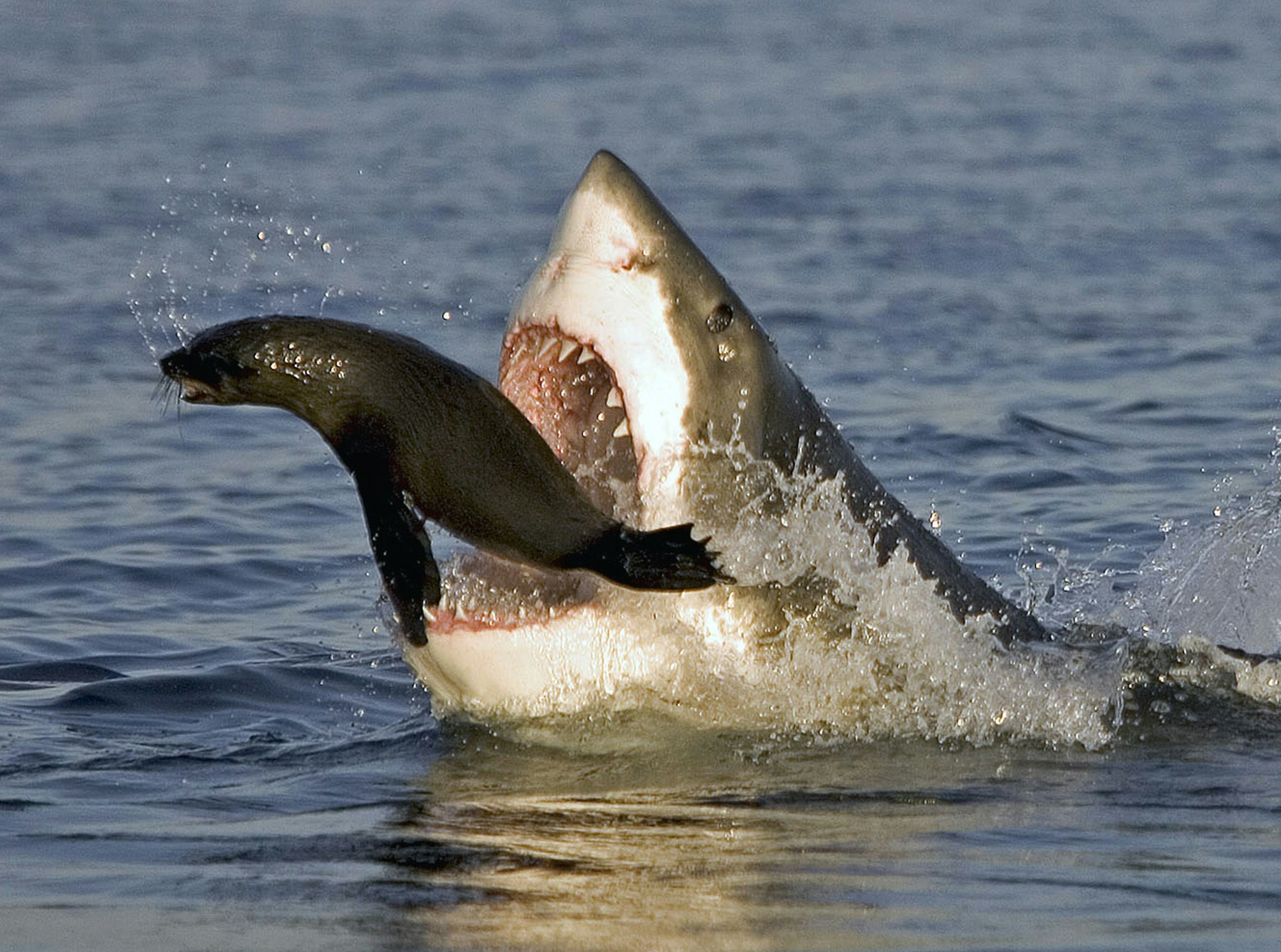 Ein weißer Hai frisst vor der Küste eine Robbe.