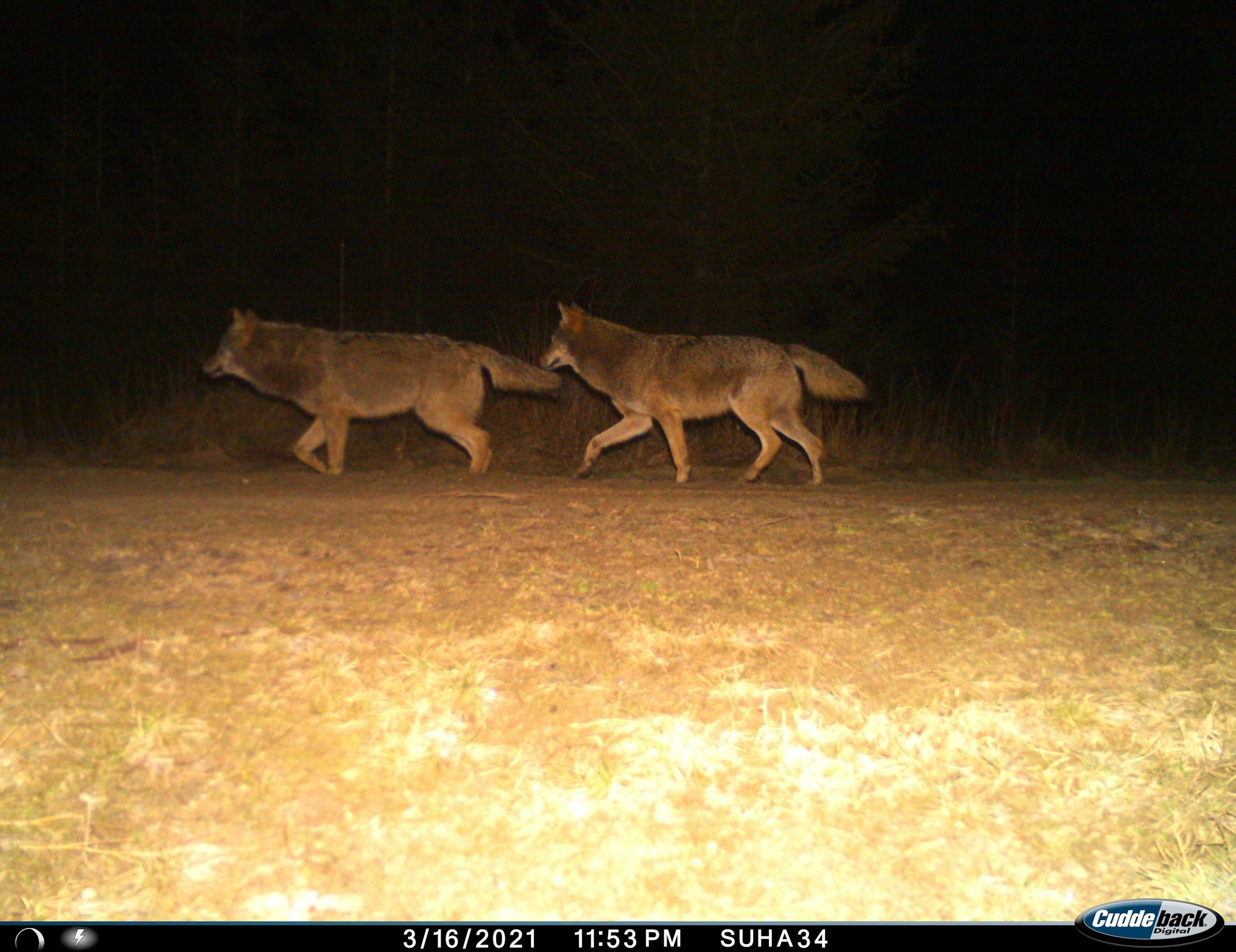 Zwei Wölfe sind im Landkreis Nordhausen in eine Fotofalle getappt