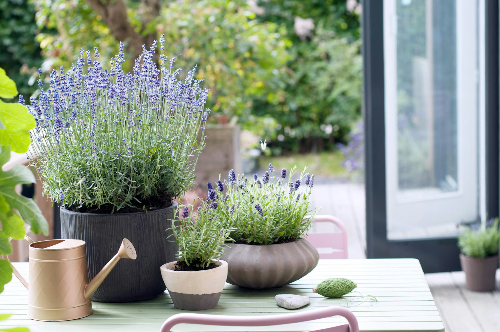 Lavendel kann in Töpfen arrangiert auf der Terrasse Mücken abschrecken.