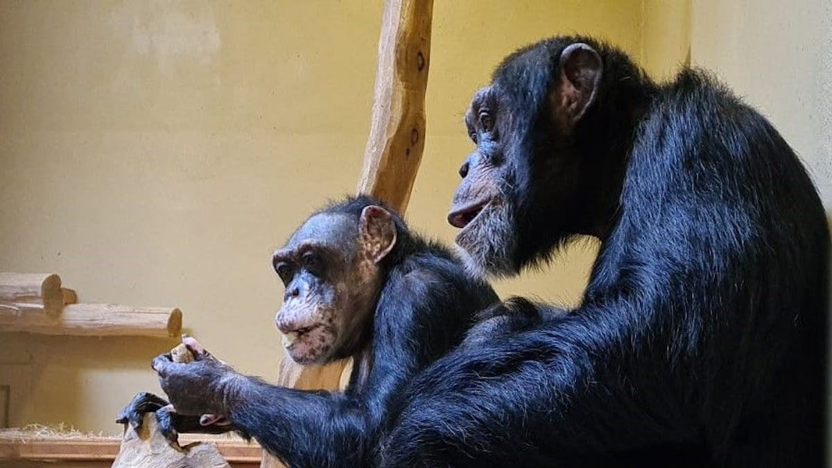 Die beiden Schimpansen Bally und Limbo aus dem Krefelder Zoo