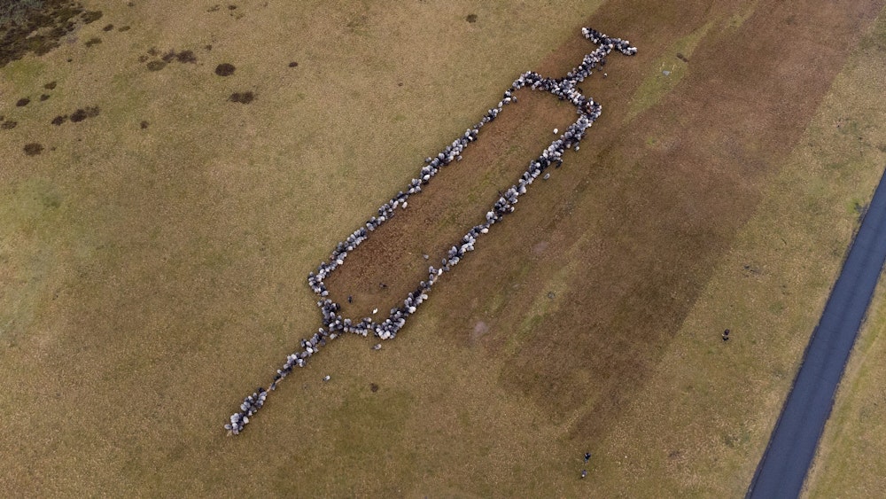 700 Schafe und Ziegen stehen auf einer Grasfläche in Schneverdingen und bilden die Form einer rund 100 Meter großen Spritze.