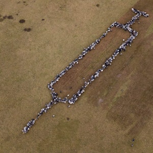 700 Schafe und Ziegen stehen auf einer Grasfläche in Schneverdingen und bilden die Form einer rund 100 Meter großen Spritze.