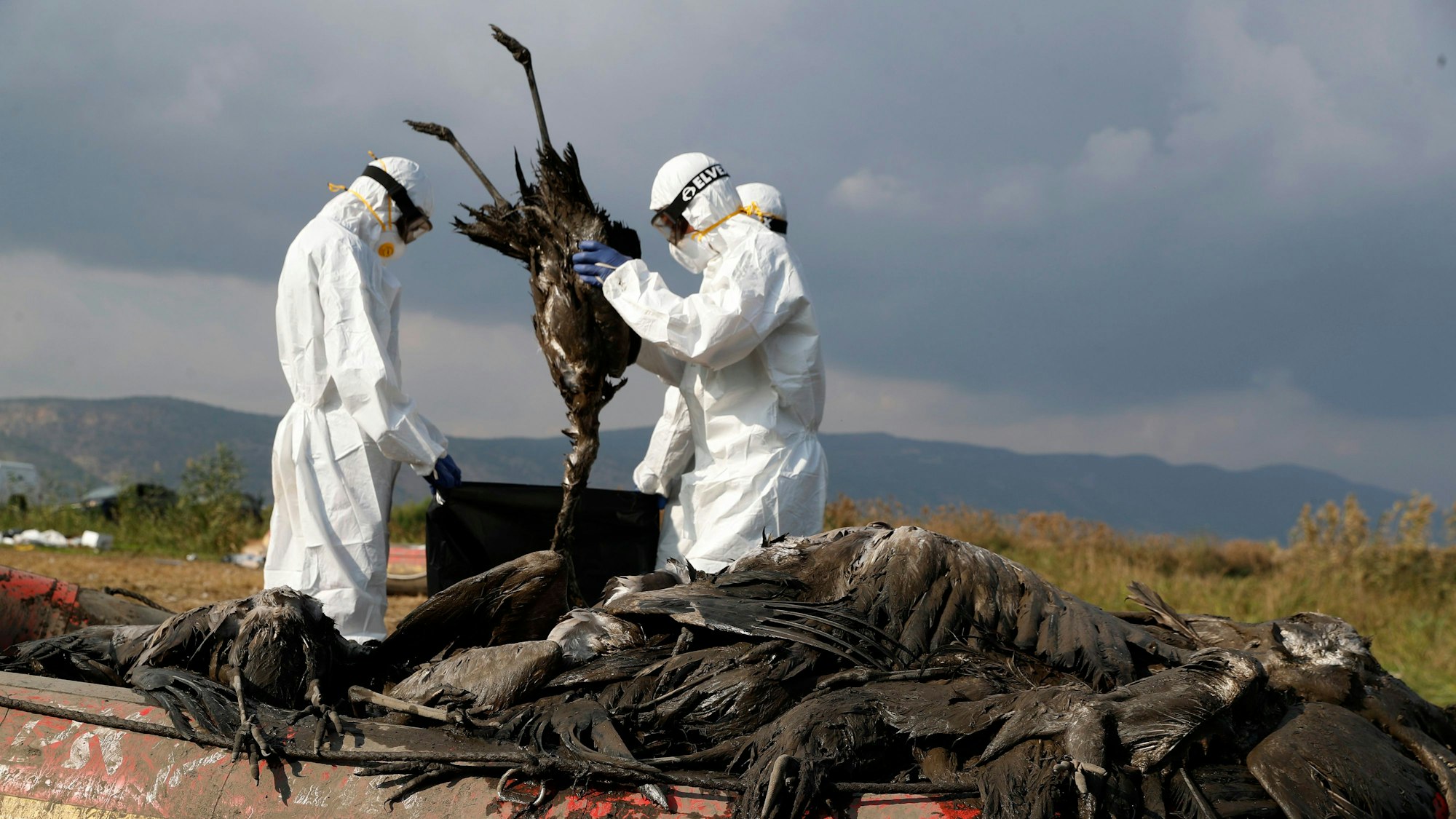 Arbeiter sammeln Dutzende tote Kraniche in ihren Booten. Im Hula-Tal sind in Israel viele Tausende Tiere verendet. Die Vogelgrippe ist mittlerweile auch in Europa und Deutschland angekommen.