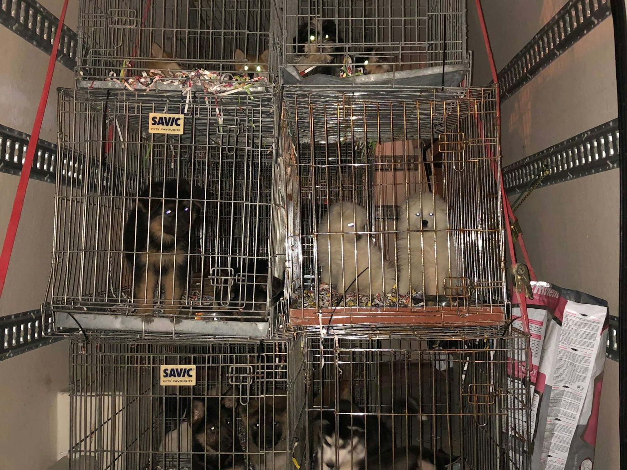 In einem Transporter stehen mehrere Käfige, in denen insgesamt mehr als 60 Hundewelpen eingesperrt sind.