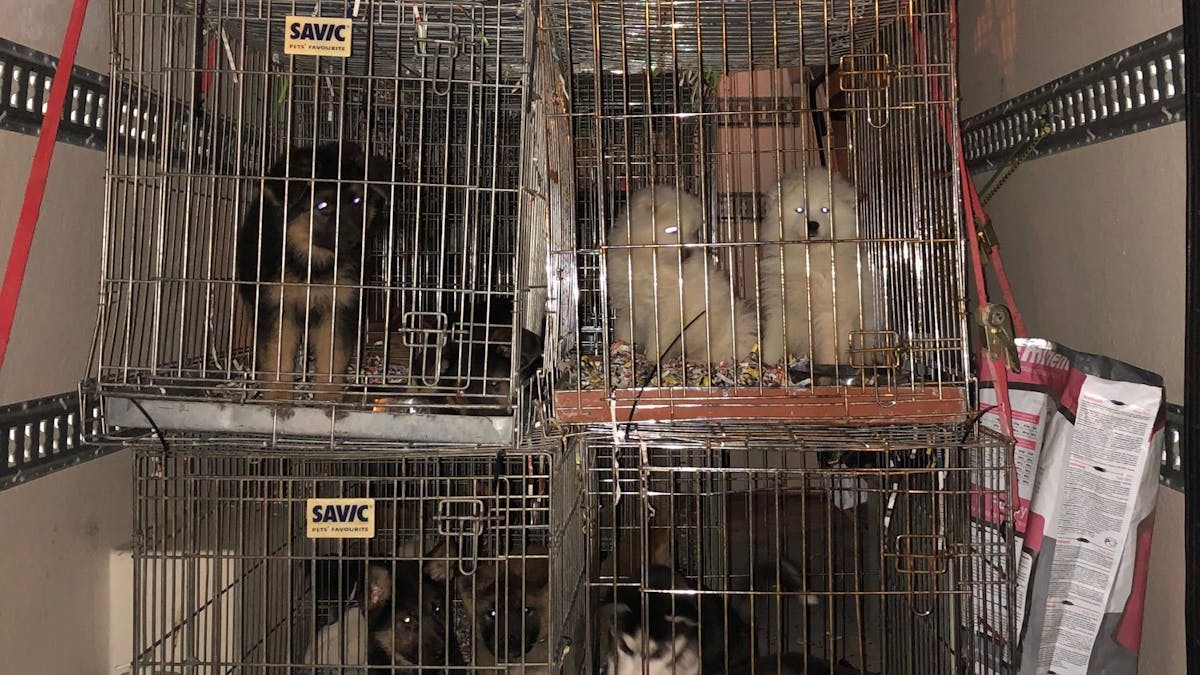 In einem Transporter stehen mehrere Käfige, in denen insgesamt mehr als 60 Hundewelpen eingesperrt sind.&nbsp;