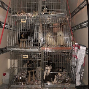 In einem Transporter stehen mehrere Käfige, in denen insgesamt mehr als 60 Hundewelpen eingesperrt sind.