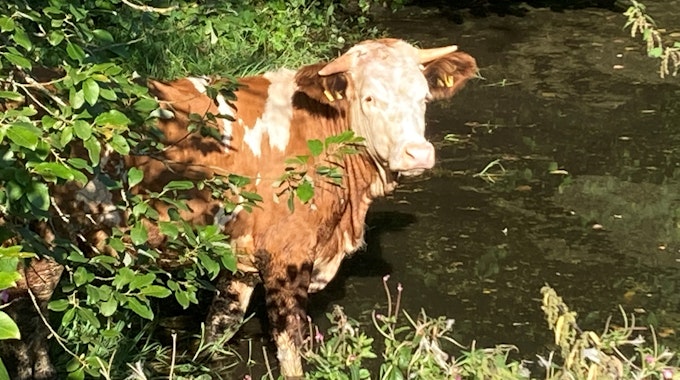 Eine Kuh nimmt am 9.9.2021 ein Bad in einem Teich.