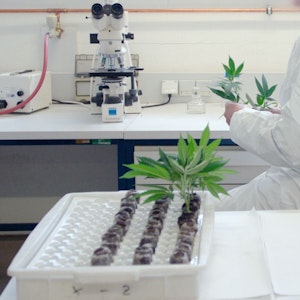 Die undatierte Aufnahme zeigt einen Mitarbeiter der Österreichischen Agentur für Gesundheit und Ernährungssicherheit GmbH (AGES) in Wien, der in einem Labor mit Cannabis-Setzlingen arbeitet.