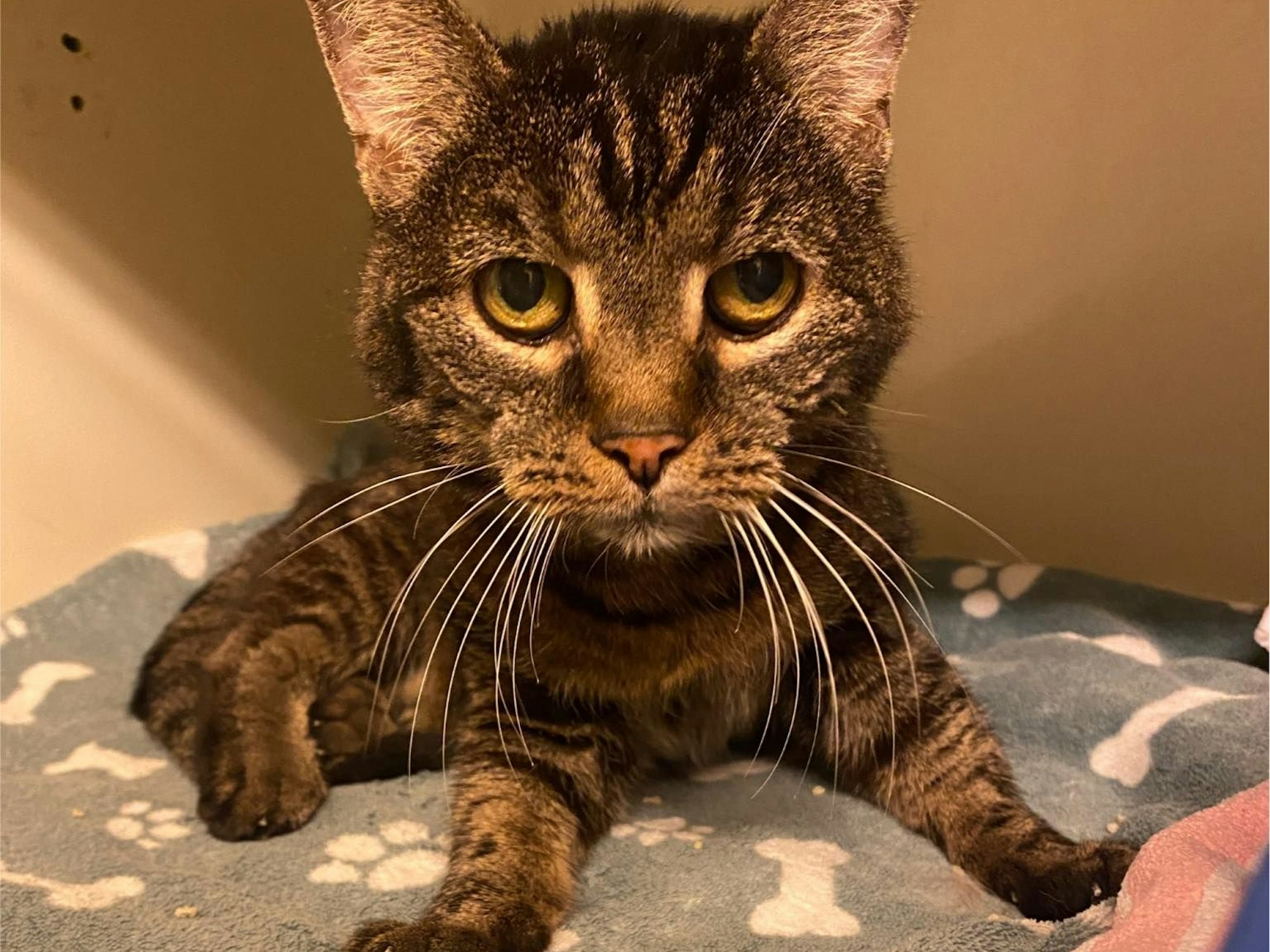 Katze Pucki, 20 Jahre alt, sitzt auf einer Decke.