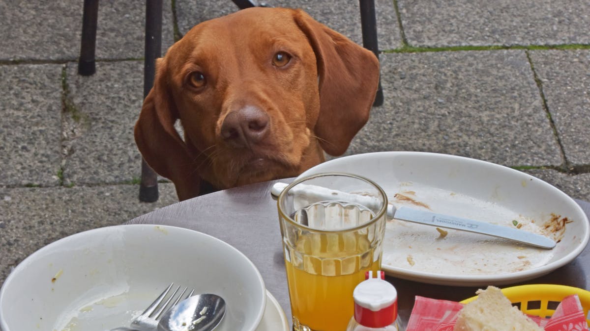 Die Wischler-Hundedame Paula schaut am 02.09.2014 in einem Straßencafe in München (Bayern) über die Tischkante, auf der die leeren Teller ihres Frauchens stehen. 