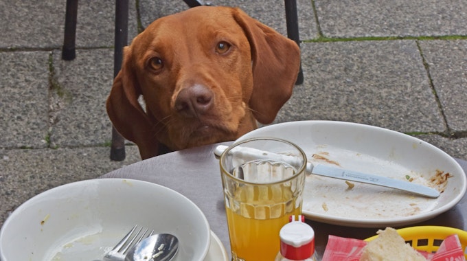Die Wischler-Hundedame Paula schaut am 02.09.2014 in einem Straßencafe in München (Bayern) über die Tischkante, auf der die leeren Teller ihres Frauchens stehen.