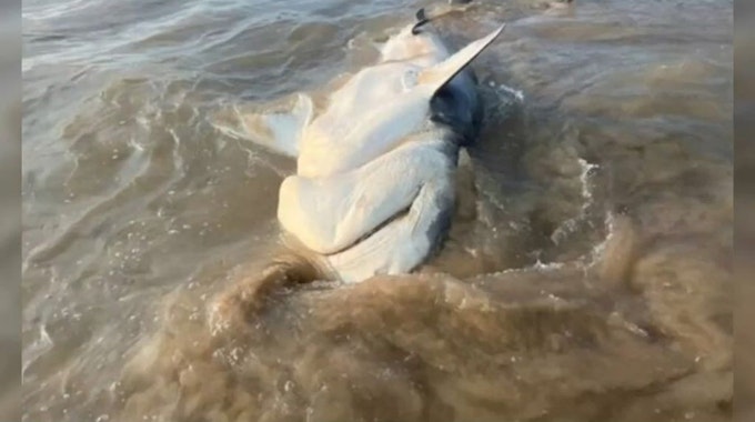 Im australischen Queensland wurde ein großer Tigerhai an die Strandküste angeschwemmt. Eine Facebook-Userin Sharyn Kerrigan entdeckte diesen bei einem morgendlichen Strandspaziergang.