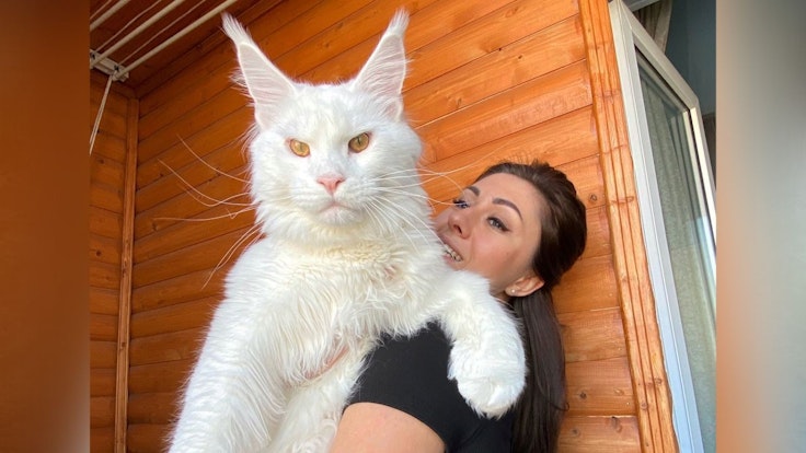 Yulia Minina mit ihrer Riesenkatze „Kefir“ auf dem Arm in einem Zimmer.