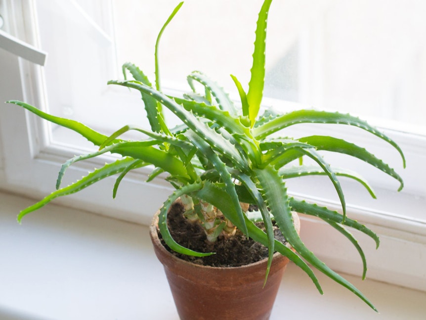 Die Aloe Vera produziert im Schlafzimmer auch nachts Sauerstoff.