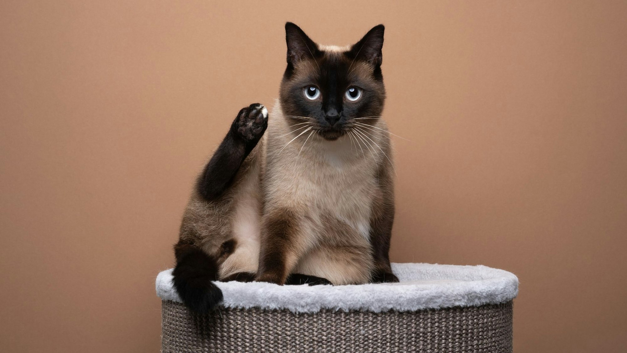 Die Siam-Katze soll sich als Haustier für Allergiker eignen.