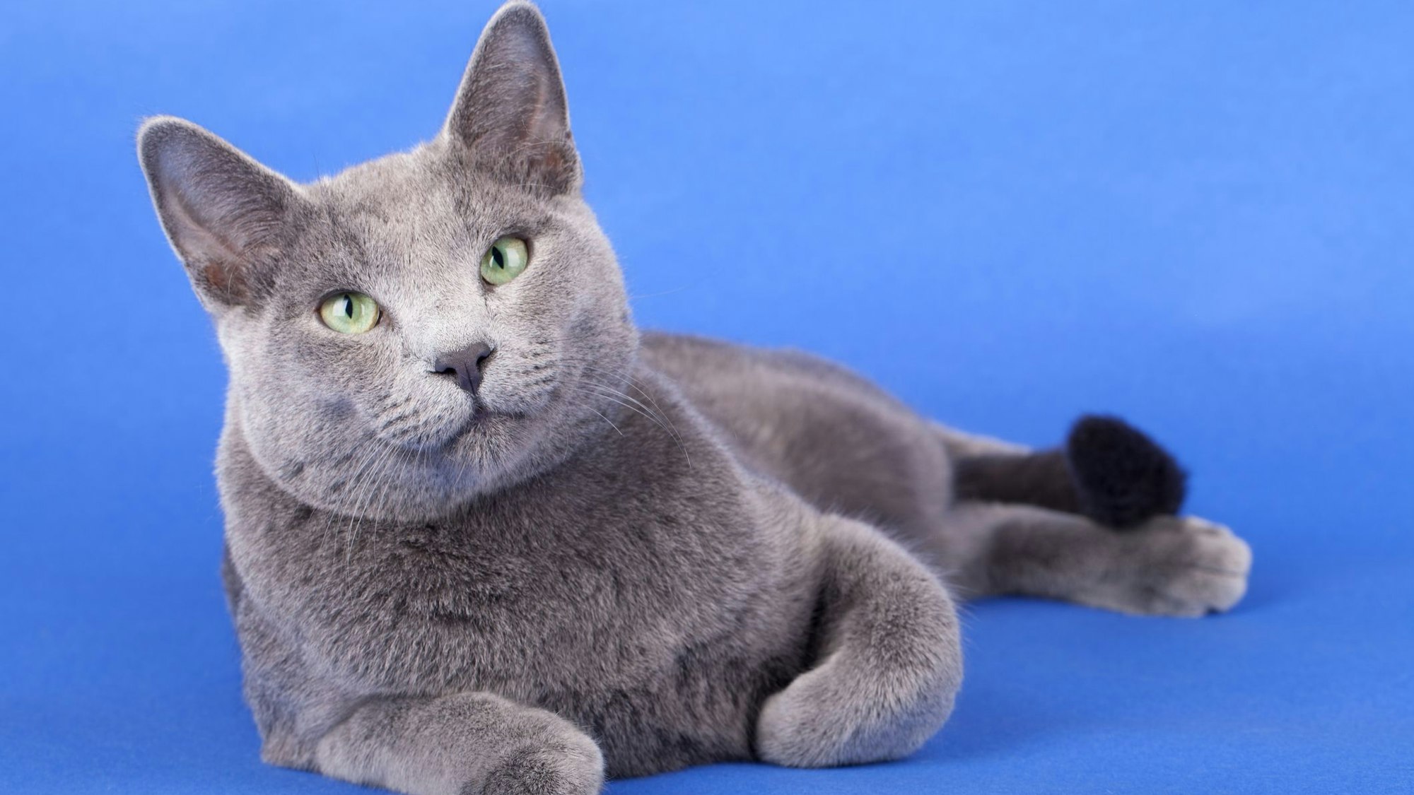 Die Russisch Blau soll weniger Allergene produzieren als andere Katzenrassen.