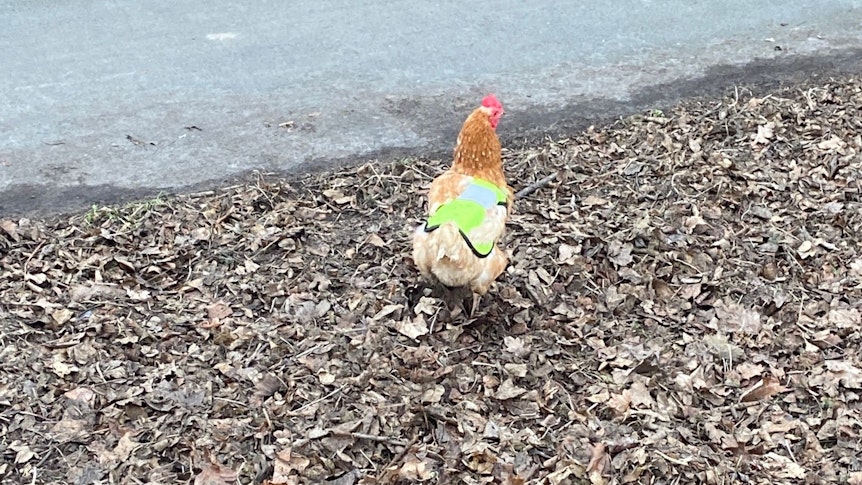 Ein Huhn mit Weste am Straßenrand der L529. Das Bild wurde am 19. Januar 2022 aufgenommen.