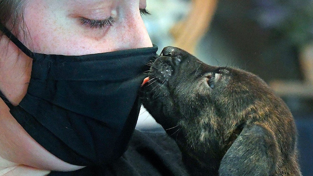 Alyssa Kloewer, Pflegekoordinatorin der Humane Society of Yuma, bekommt einen Kuss von einem sechs Wochen alten Hunde-Welpen. +++ dpa-Bildfunk +++