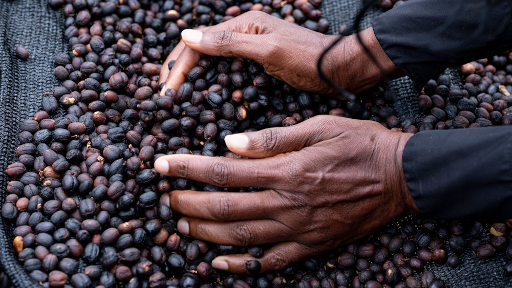 Eine Frau fährt mit ihren Händen durch getrocknete Kaffeebohnen der Arabica-Sorte.
