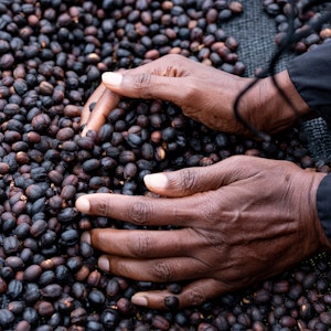 Eine Frau fährt mit ihren Händen durch getrocknete Kaffeebohnen der Arabica-Sorte.