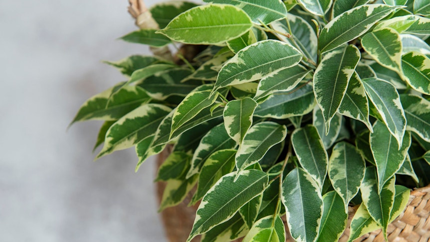 Der Ficus benjamin kann Xylole, Toluole und Formaldehyd aus der Luft filtern.
