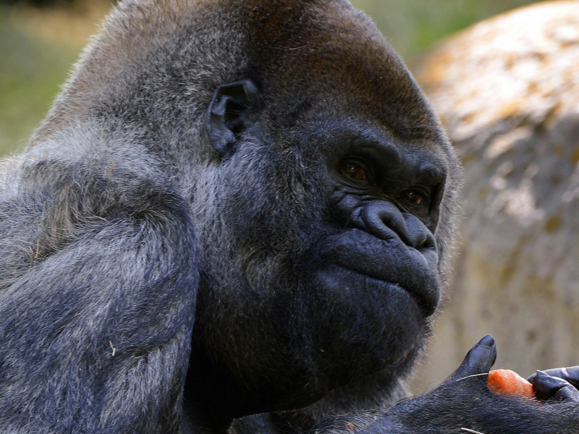 Ozzie, der älteste bekannte männliche Gorilla der Welt in Gefangenschaft, kaut auf einer Karotte, einem seiner essbaren Geschenke, während er seinen 52. Geburtstag im Zoo Atlanta in Atlanta, Georgia, USA, am 26. April 2013 feiert.