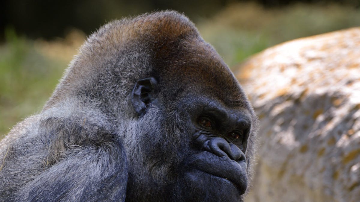 Ozzie, der älteste bekannte männliche Gorilla der Welt in Gefangenschaft, kaut auf einer Karotte, einem seiner essbaren Geschenke, während er seinen 52. Geburtstag im Zoo Atlanta in Atlanta, Georgia, USA, am 26. April 2013 feiert.&nbsp;