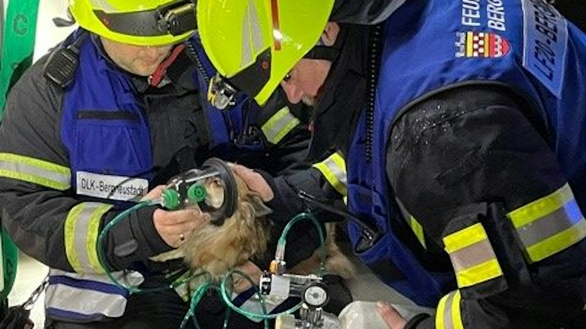 Ein Feuerwehrmann hat einem kleinen Hund eine Beatmungsmaske über die Schnauze gestülpt, ein zweiter Wehrmann streichelt dem Hund über den Kopf.