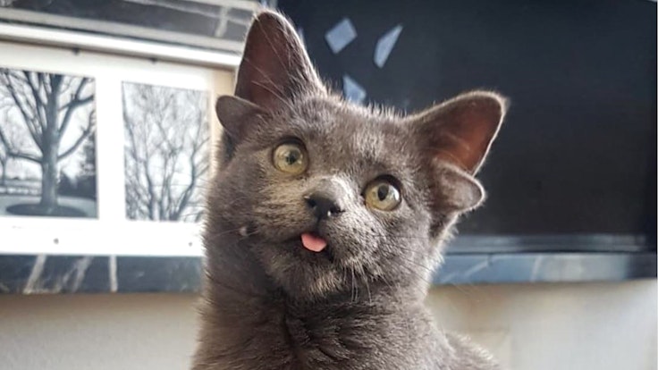 Katze Midas hat vier Ohren. Sie wurde in Ankara auf der Straße gefunden und adoptiert. Seitdem ist Midas ein Star auf Instagram.