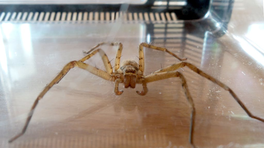 Eine solche Spinne (hier ein Archivfoto von 2014) wurde am Montag in einem Supermarkt in Krefeld gefunden.