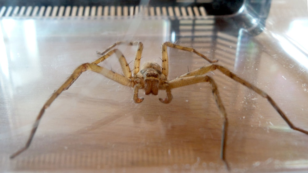Eine solche Spinne (hier ein Archivfoto von 2014) wurde am Montag in einem Supermarkt in Krefeld gefunden.