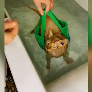 Übergewichtige Nacktkatze hat strengen Trainingsplan: Schwimmen, um abzunehmen.