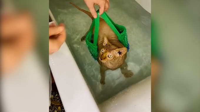 Übergewichtige Nacktkatze hat strengen Trainingsplan: Schwimmen, um abzunehmen.