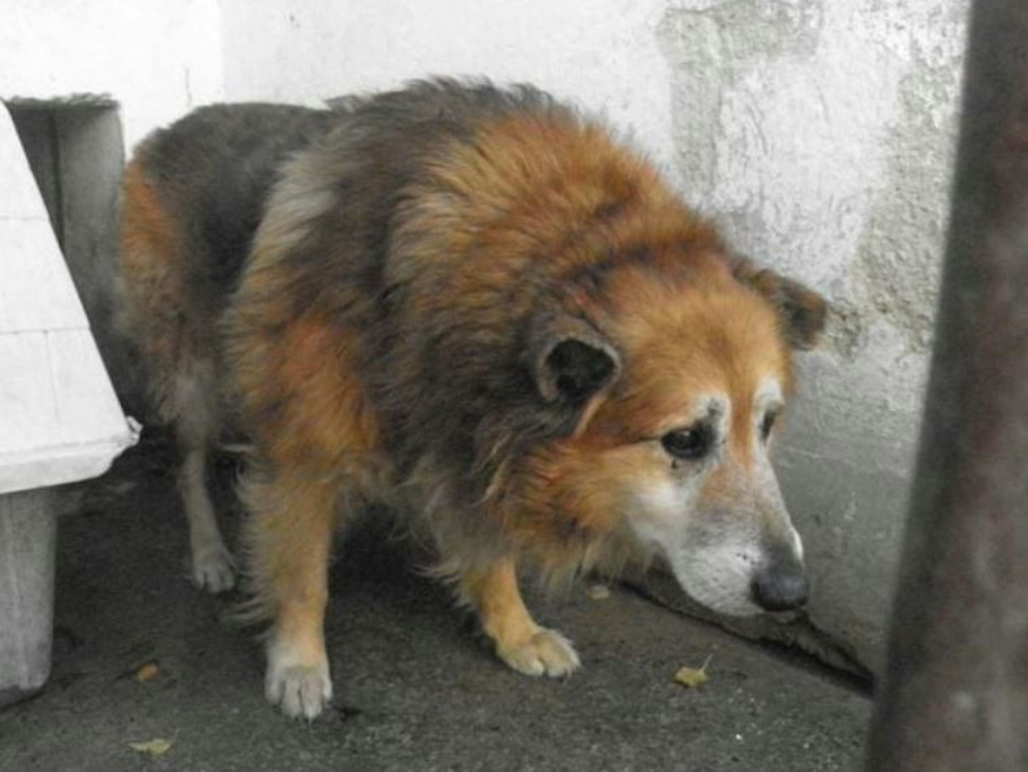 Hund Mihaly wurde aus Ungarn in das Tierheim Köln-Dellbrück geholt.