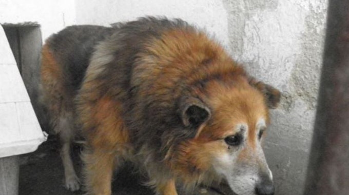 Hund Mihaly wurde aus Ungarn in das Tierheim Köln-Dellbrück geholt.