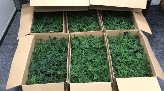 Cannabissetzlinge in mehreren Karton verpackt