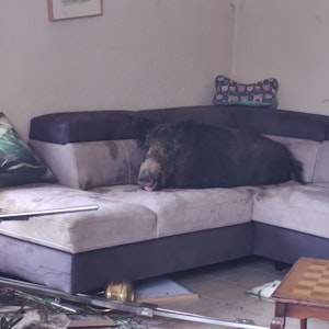 Ein Wildschwein sitzt auf einem Sofa