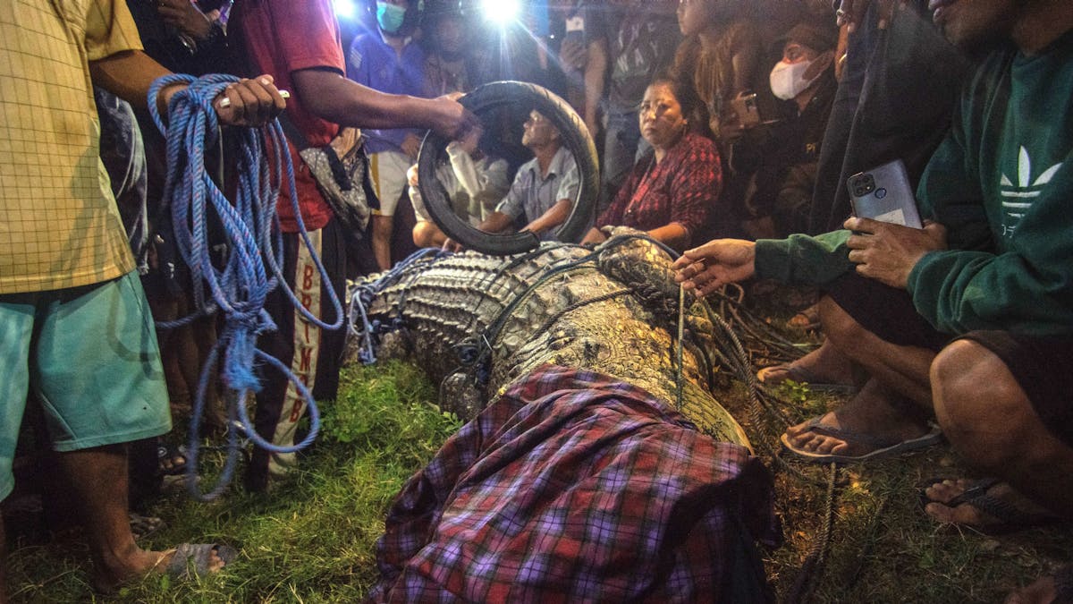 Zahlreiche Menschen stehen um das Krokodil herum, das gerade von dem lästigen Reifen um den Hals befreit wurde.