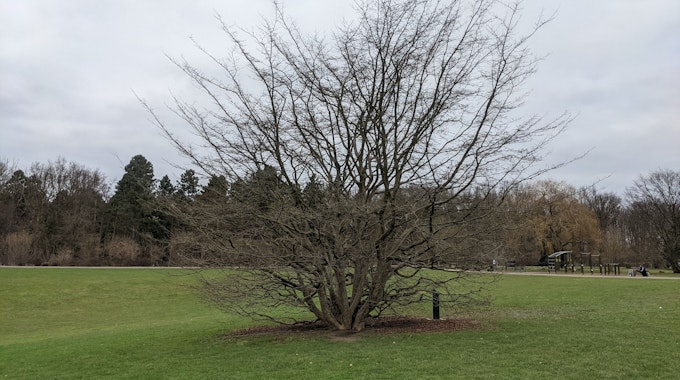 Baum auf offener Fläche im Kölner Friedenspark.