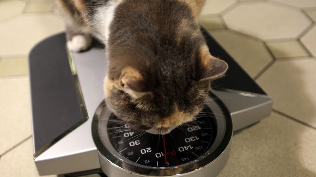 Eine Katze auf der Waage:&nbsp;Viele Haustiere leiden an Fettleibigkeit. Auch die Katze Kao. Deshalb ließ sich der Besitzer ein besonderes Training einfallen.