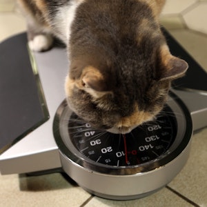 Eine Katze auf der Waage: Viele Haustiere leiden an Fettleibigkeit. Auch die Katze Kao. Deshalb ließ sich der Besitzer ein besonderes Training einfallen.