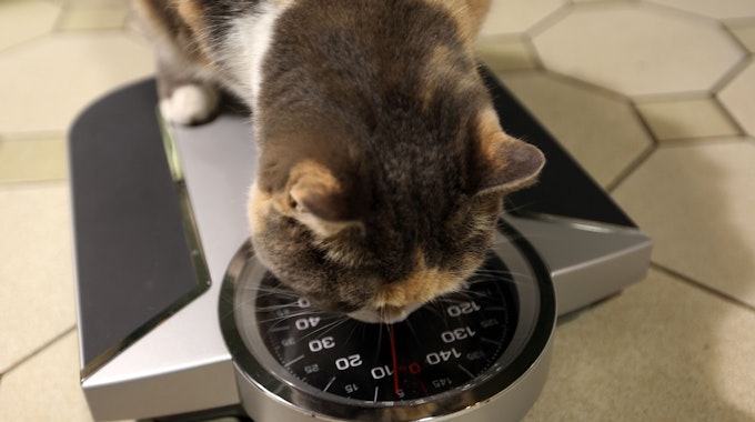 Eine Katze auf der Waage:&nbsp;Viele Haustiere leiden an Fettleibigkeit. Auch die Katze Kao. Deshalb ließ sich der Besitzer ein besonderes Training einfallen.