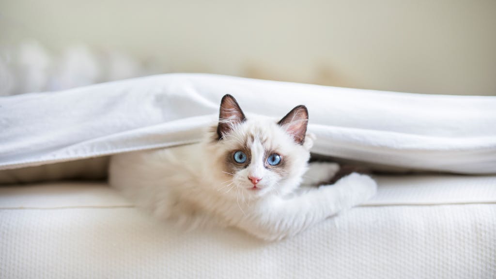 Egal, ob Haustiere mit im Bett schlafen oder nicht: Die Matratze sollte regelmäßig gereinigt werden.