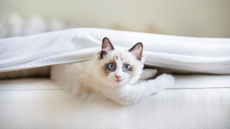 Egal, ob Haustiere mit im Bett schlafen oder nicht: Die Matratze sollte regelmäßig gereinigt werden.