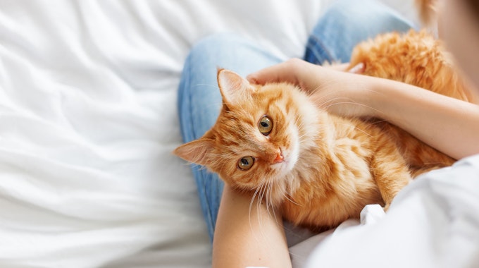 Wohnungskatzen sollten nicht alleine gehalten werden, daher am besten direkt zwei Katzen adoptieren.
